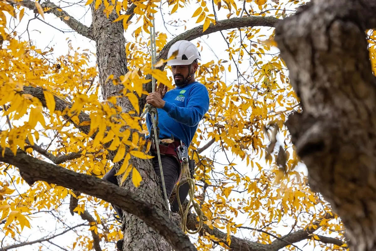 Skilled Emergency Tree Service crew working in Huron
